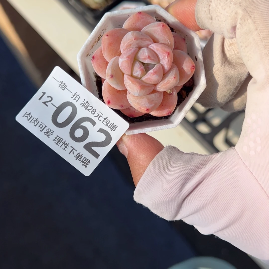 和田玉多肉多肉多肉多肉