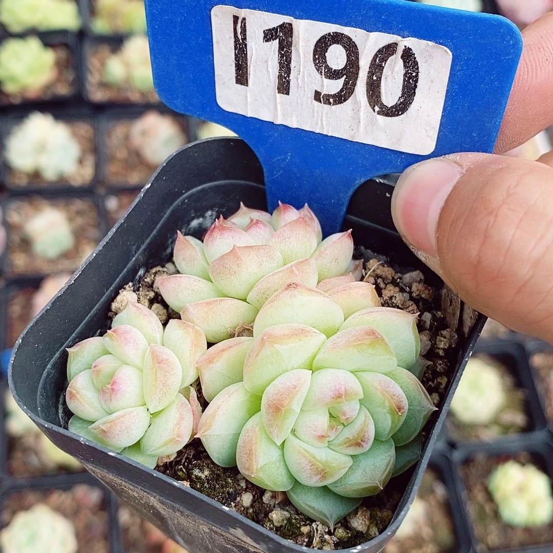 女王6cm不包整群