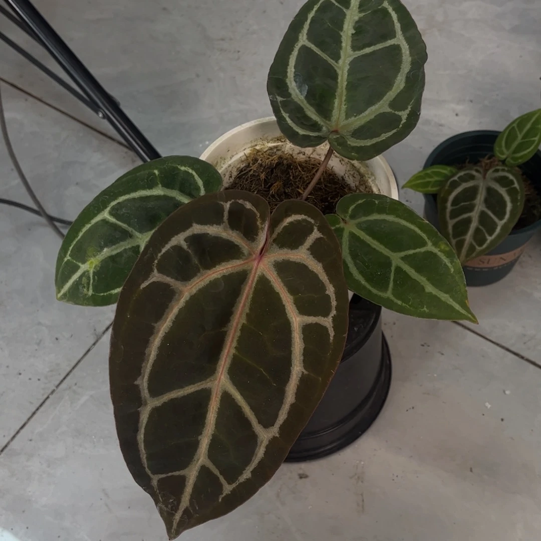 无花朵红水晶（3567