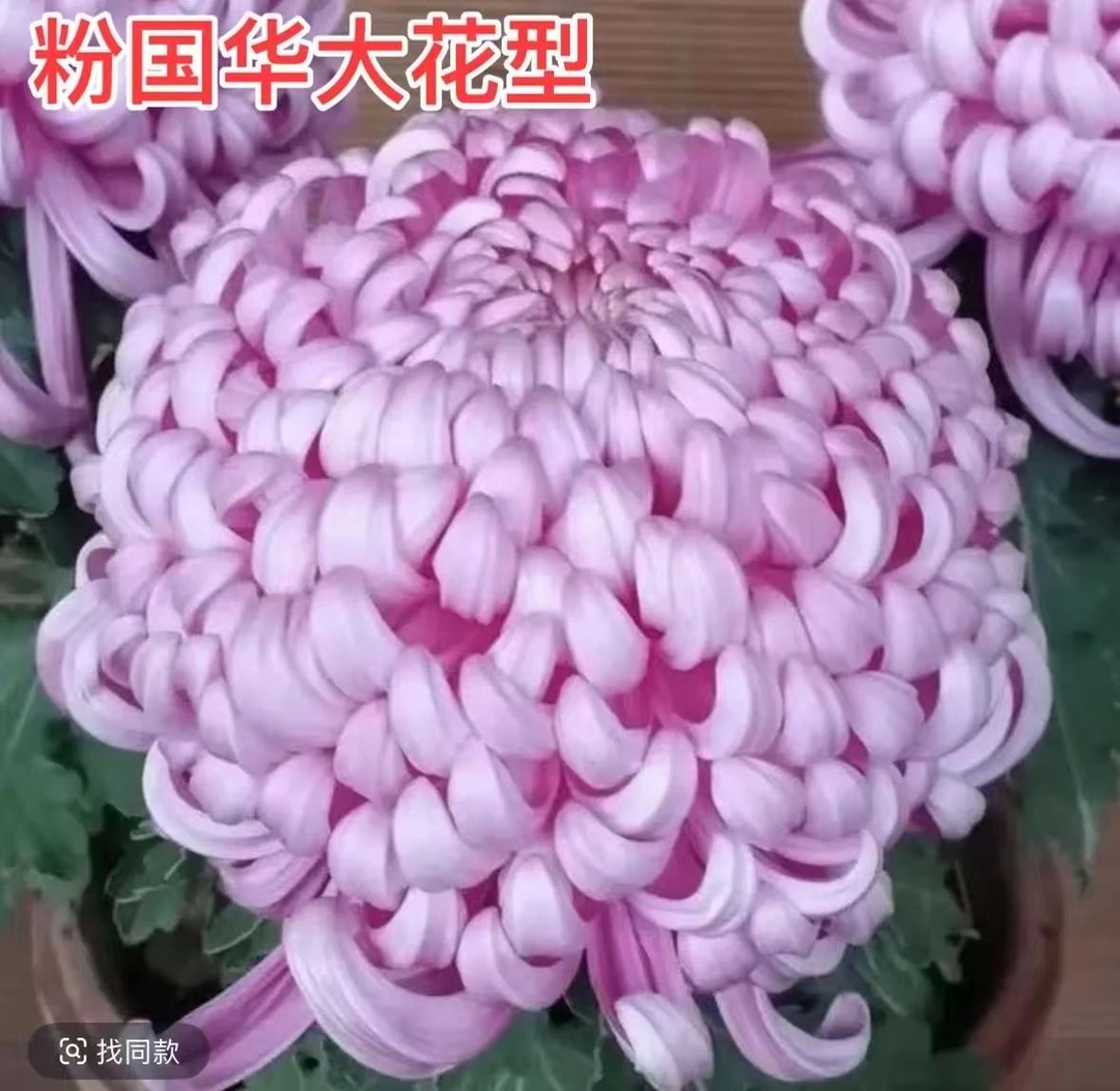 （粉国华）原盆原土 带花苞发货