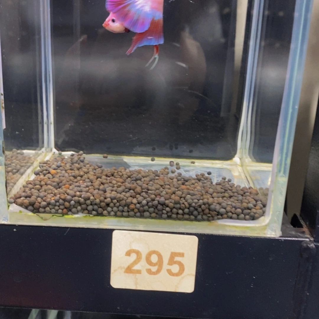 丁***阿斗鱼295巨斗111111