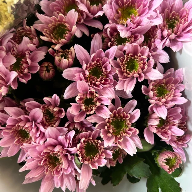 蒙娜丽莎粉 小雏菊10支/1把