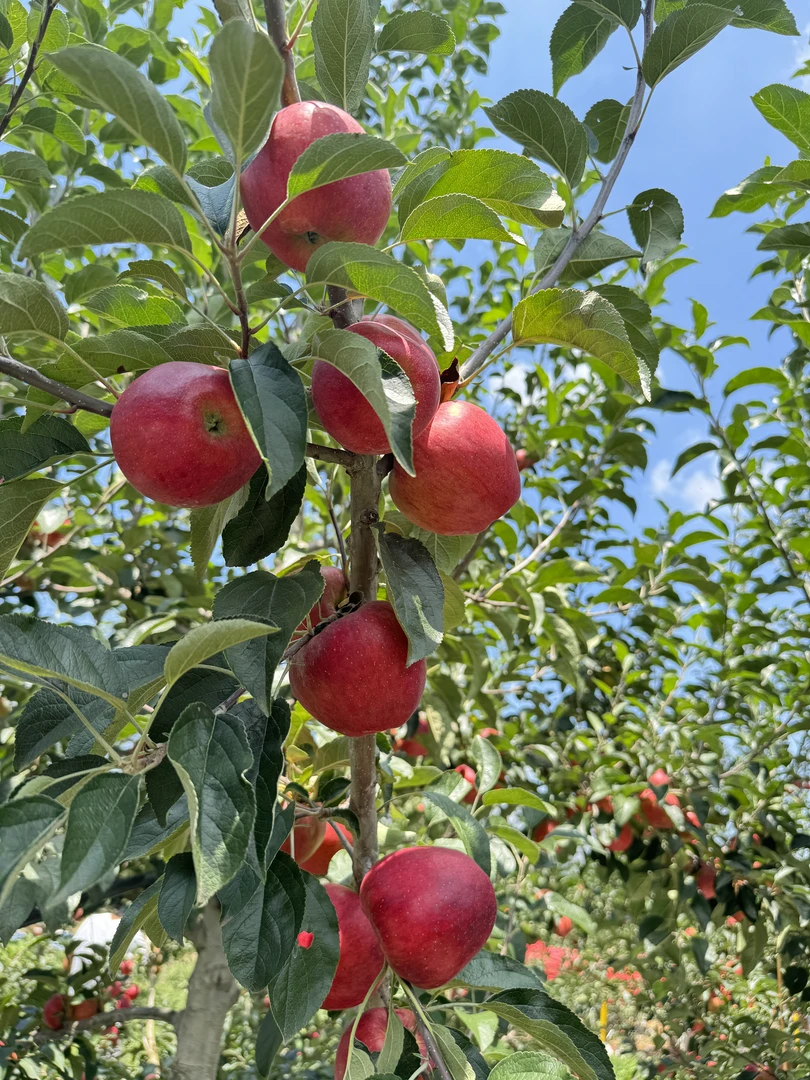 云南昭通红富士冰糖心丑苹果现摘现发脆甜可口