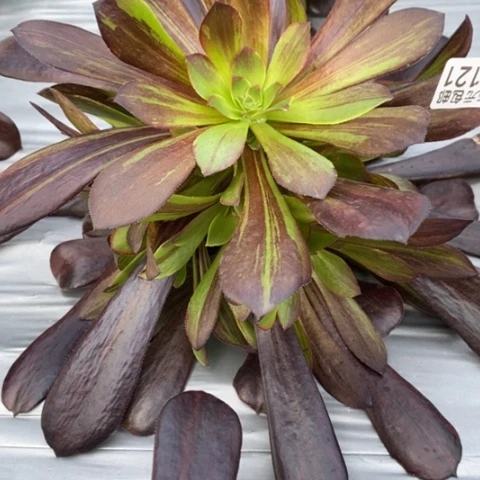 121欧若拉满25包邮多肉