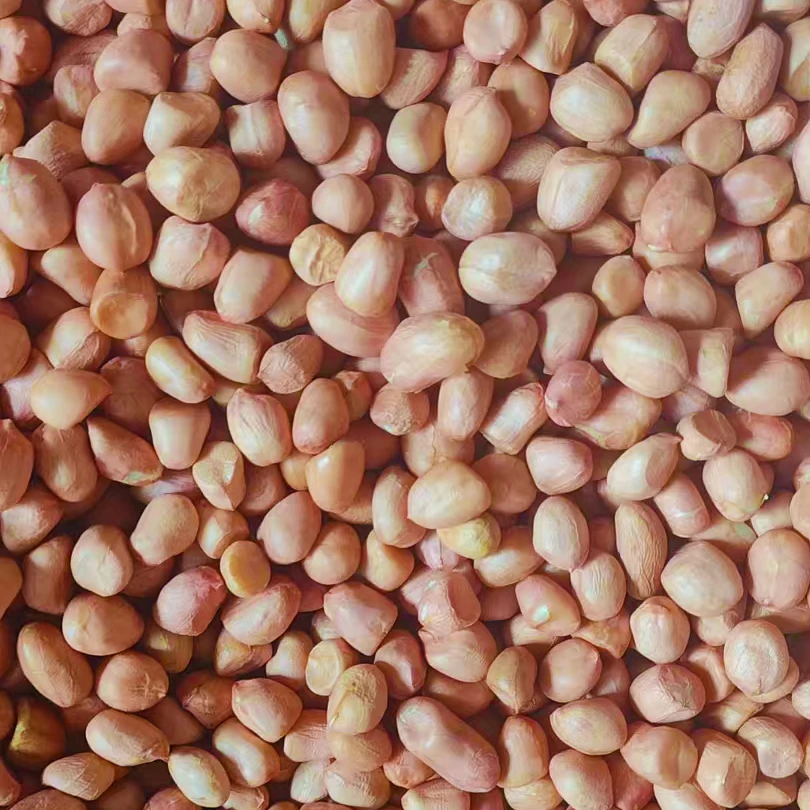 瓦房店农家花生米现脱壳香脆可榨油(颜色大小不统一)净重5斤