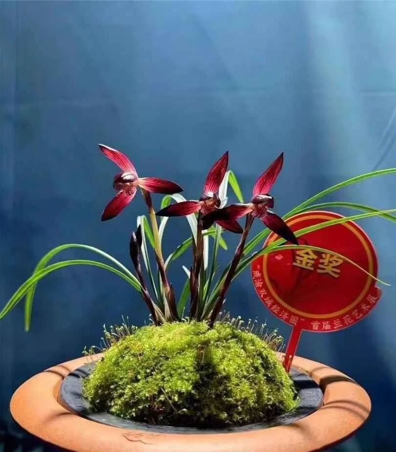 春兰精品一杆一至三朵花直播间一物一拍