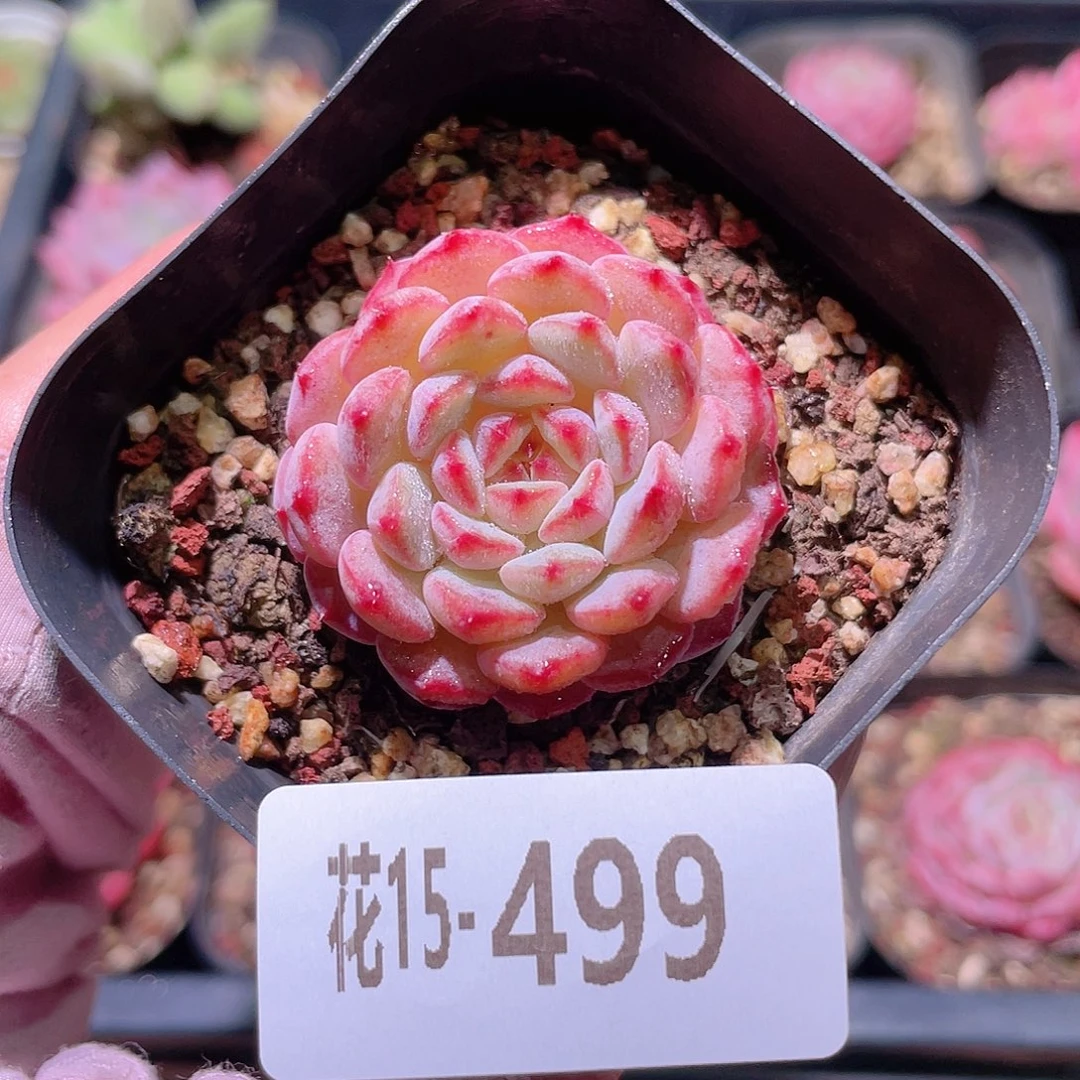 花利美15-499哈尼