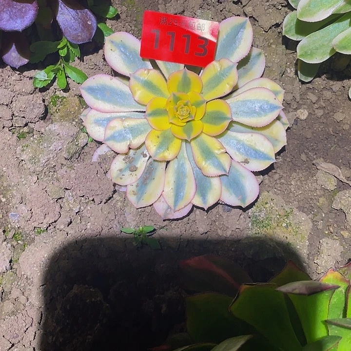 迦*1113灿烂多肉植物