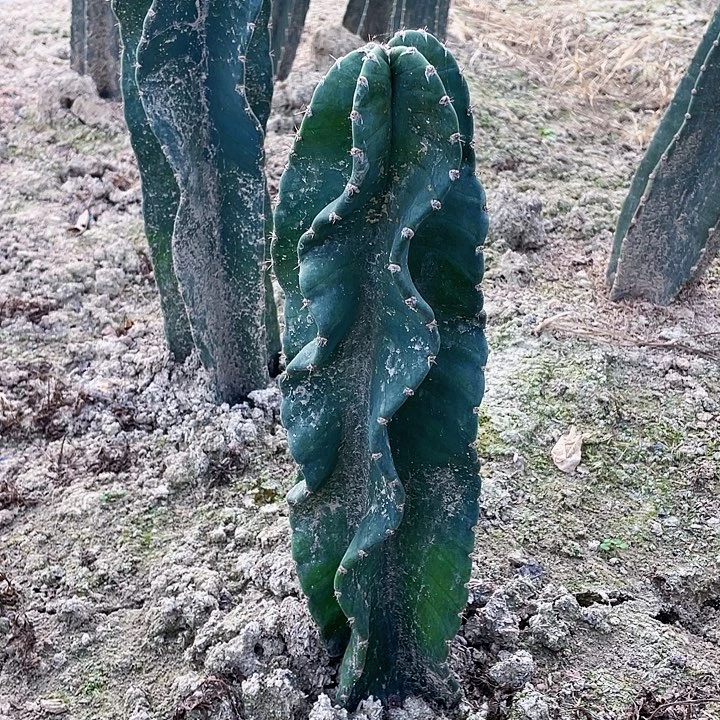 完全开放37cm带根秘鲁苹果