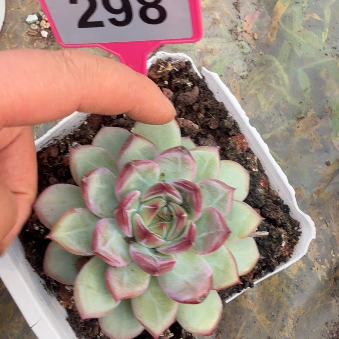 多肉植物一物一拍298