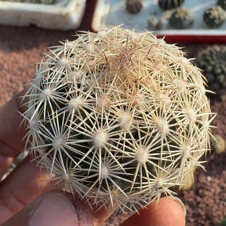 海胆丸无根5666666666