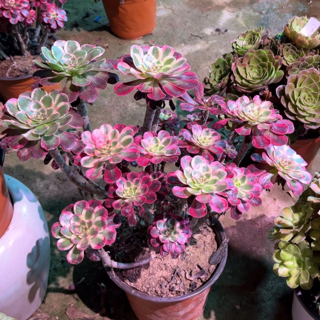 周***7多肉植物丽娜00191