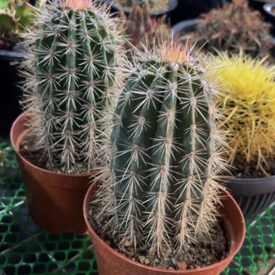 驰*两颗小柱子花友价99