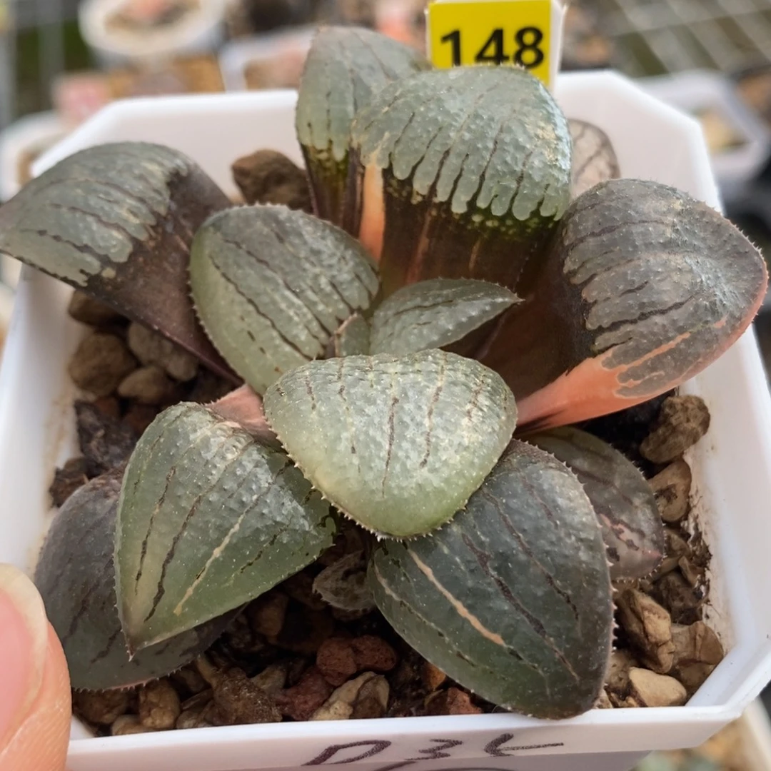 148亲脂姬锦一物一拍