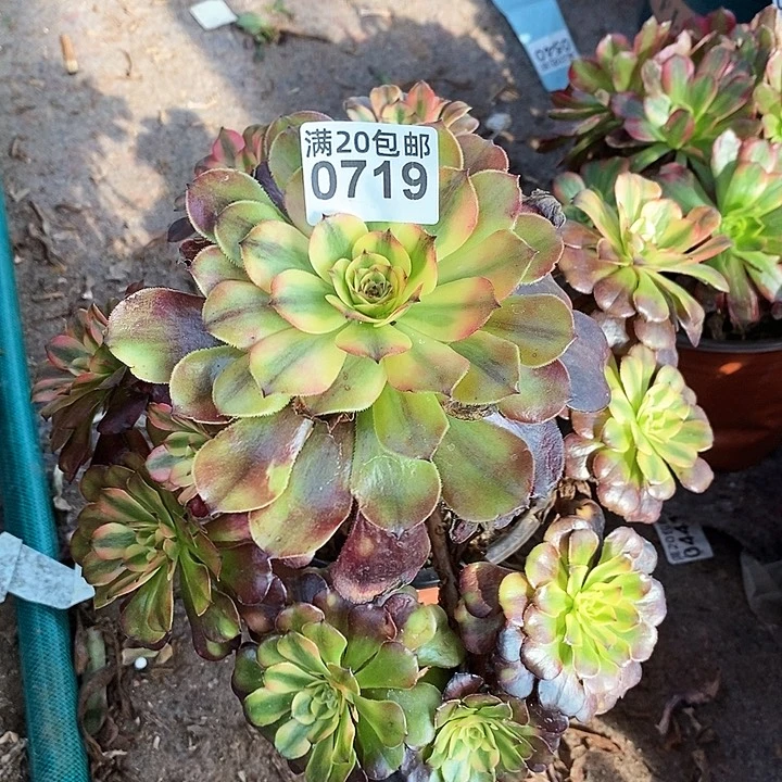 0719 一颗粉美肌fa hsi q