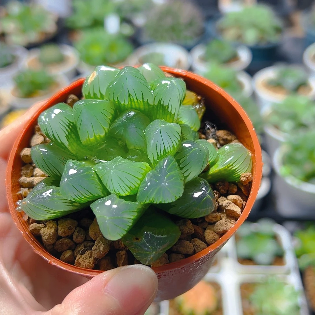 红盆大窗玉露多肉植物一颗