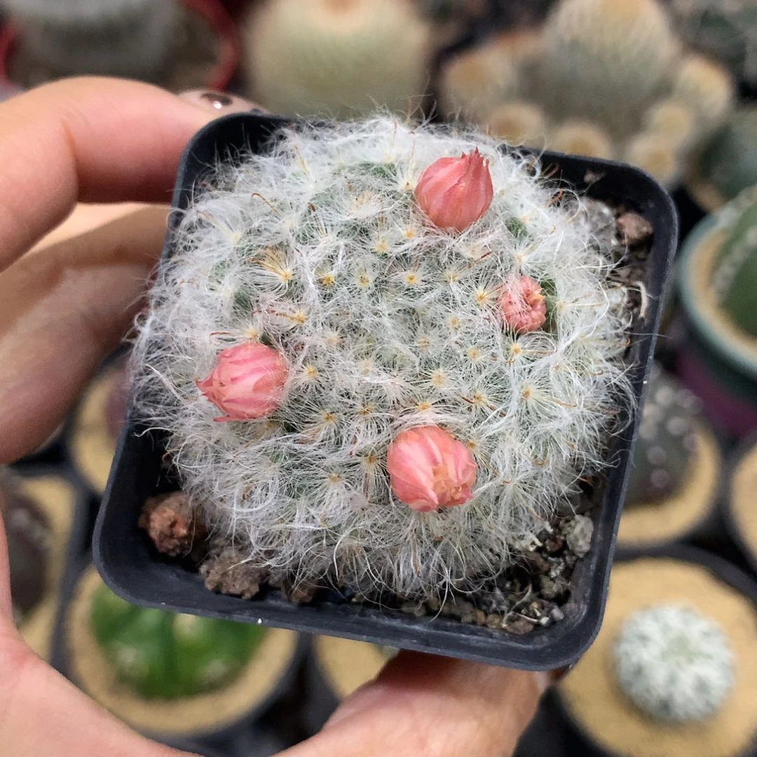 实生根白云高纱开粉花