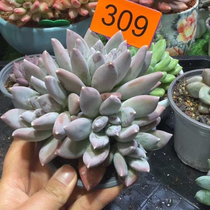 天使之翼一物一拍309