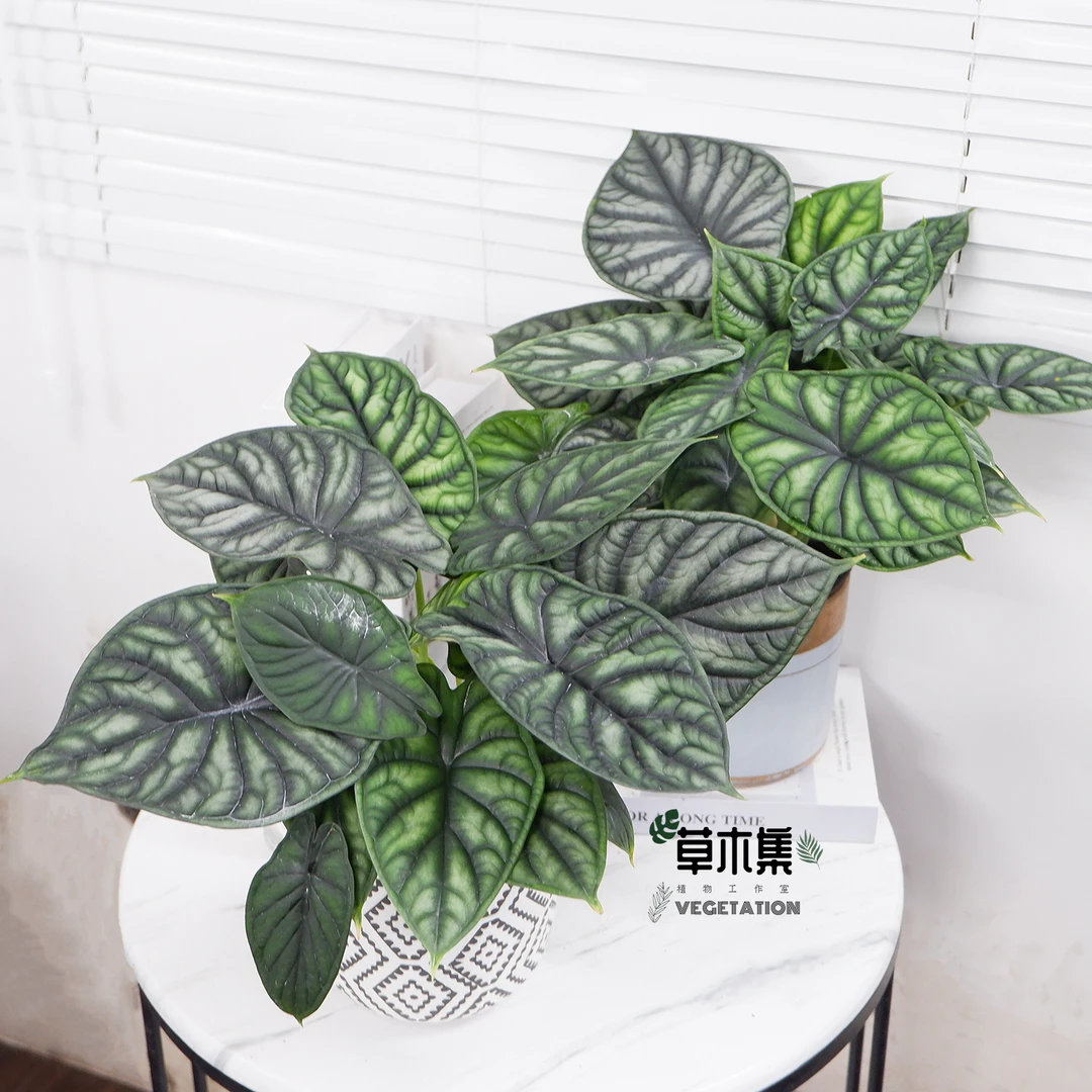 《草木集｜龙鳞海芋》青铜鳞甲映流光，雕纹厚革深浅淌。