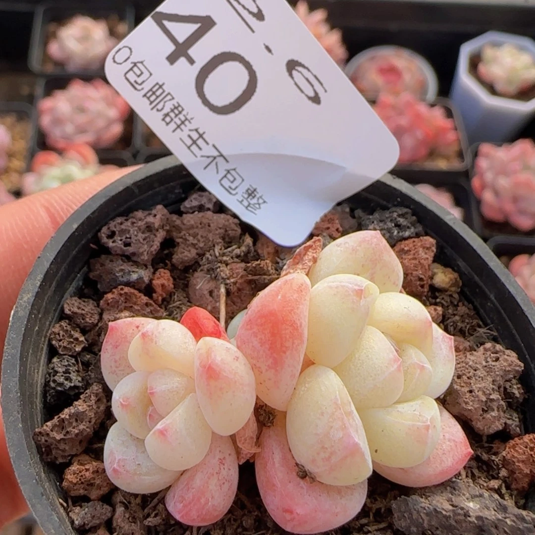 三头小脸冰玉一颗脱土