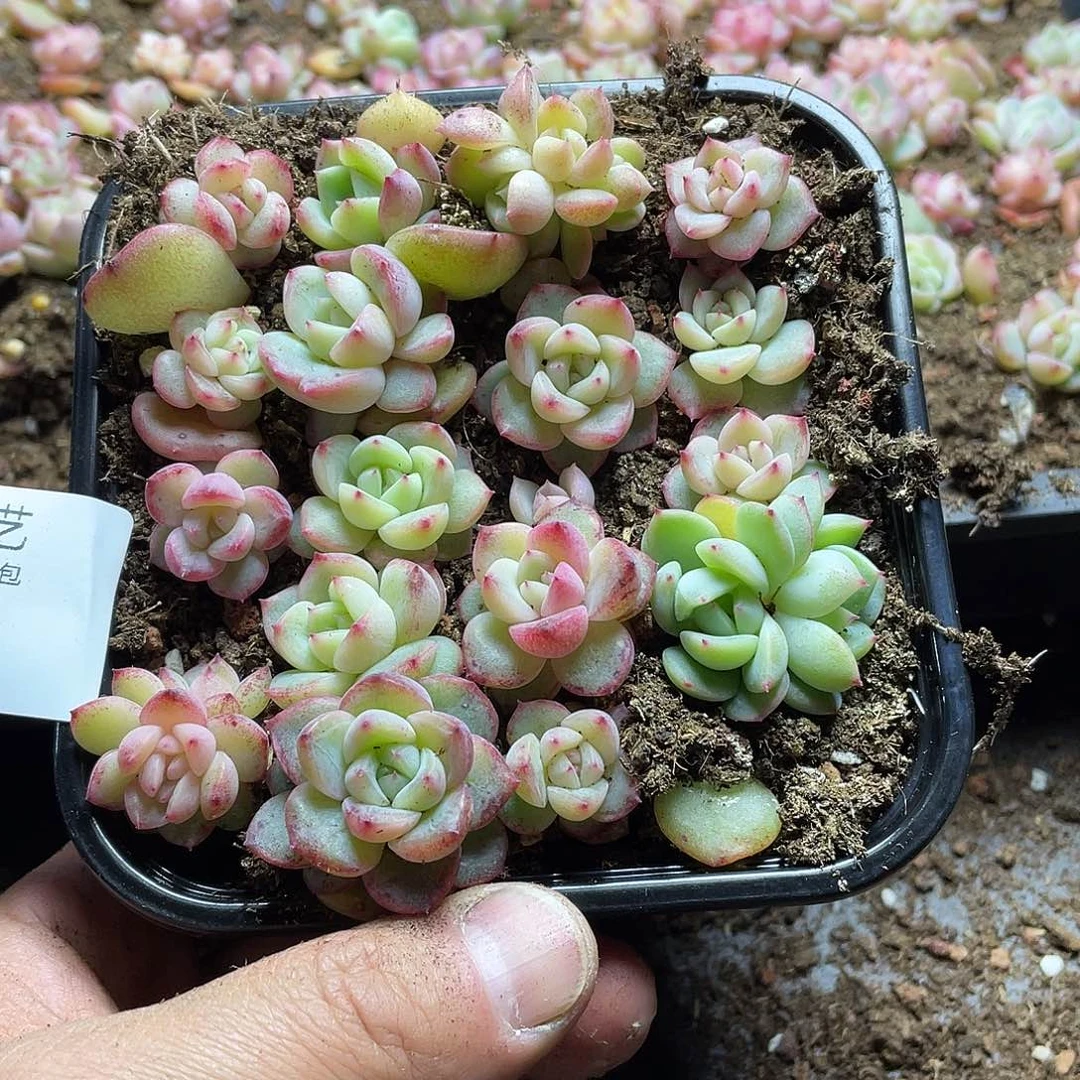 堇珍妮混一物一拍305