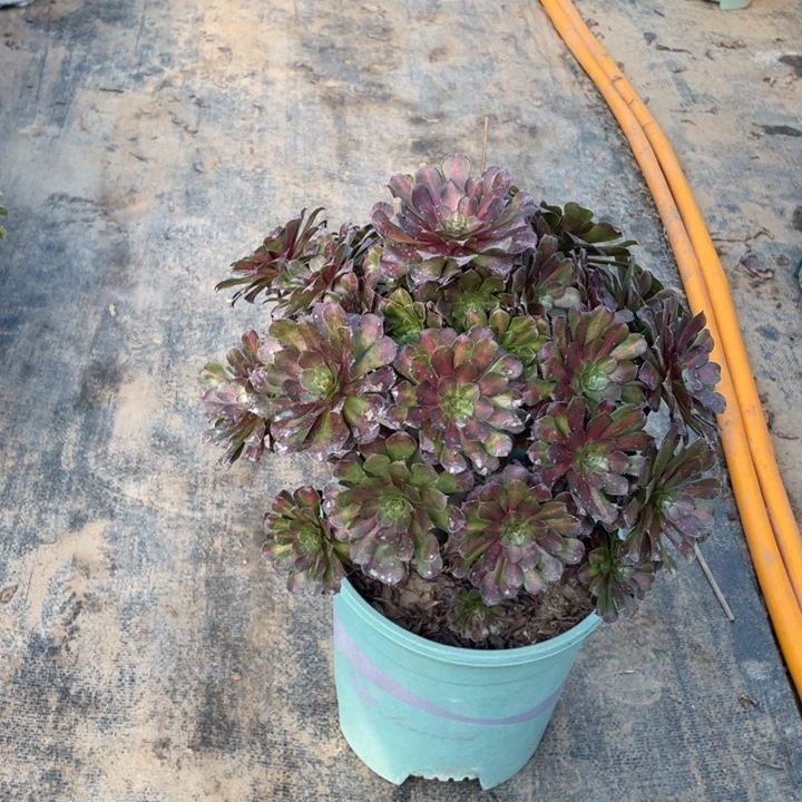 19铜壶多肉植物多肉多肉