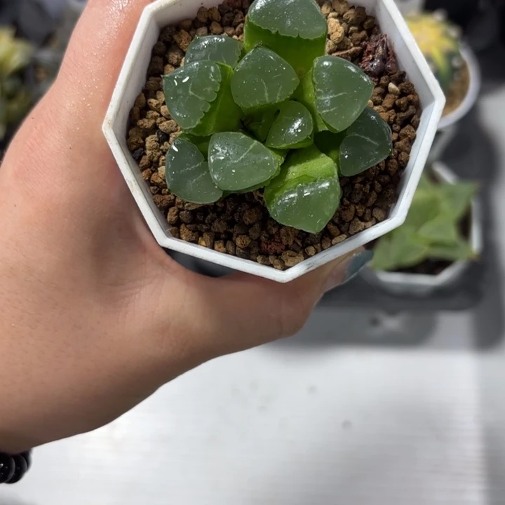 姬翠寿白盘多肉植物