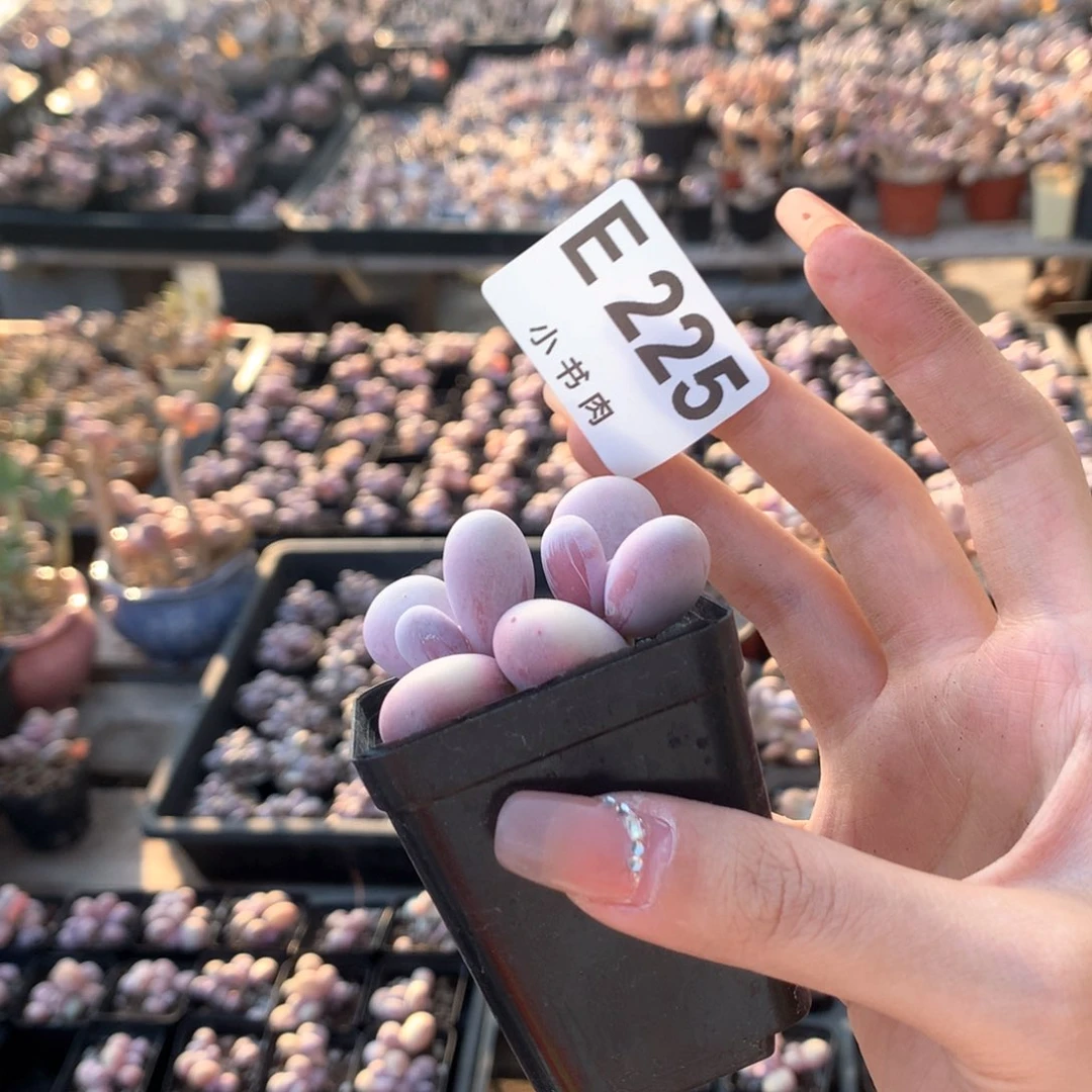 水光针水光针呼呼呼