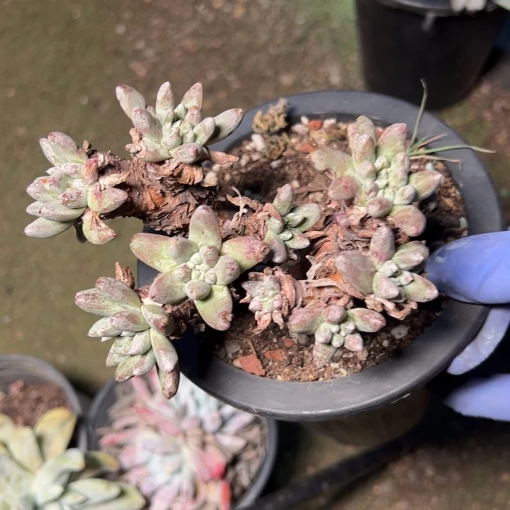 645绿豆哈哈哈哈哈哈哈