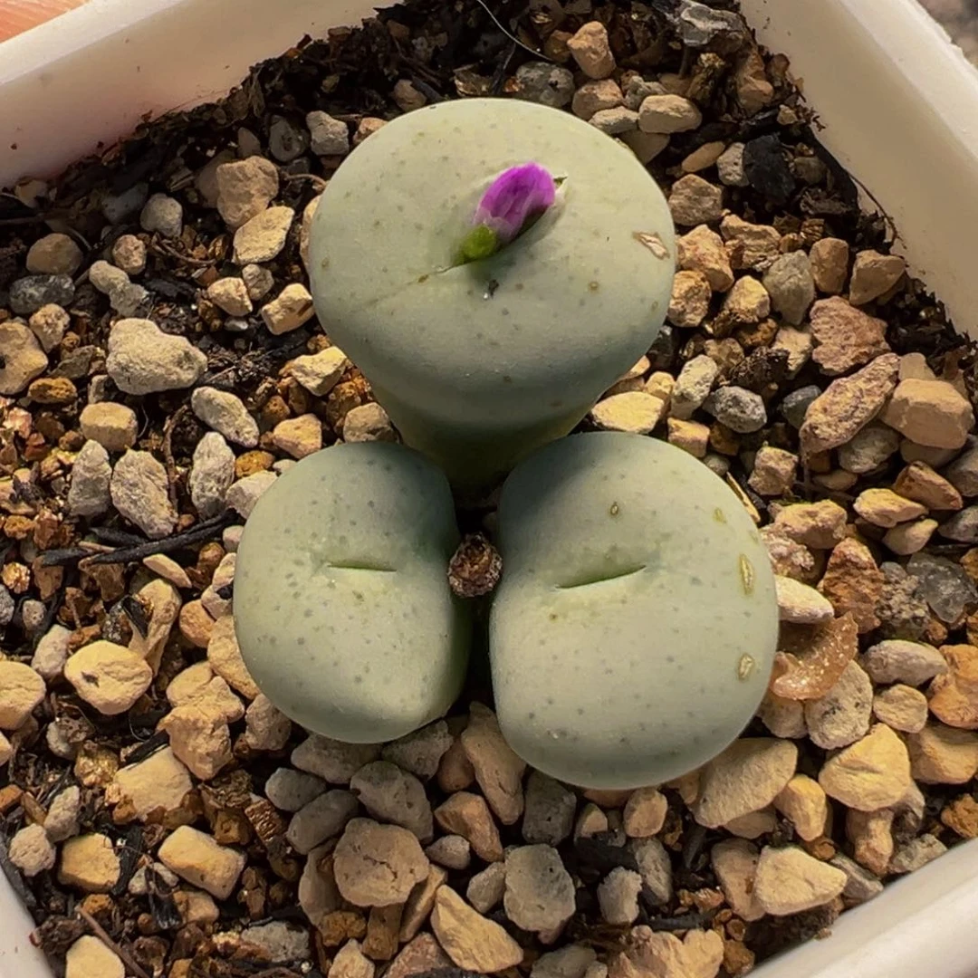 254多肉植物种类多样