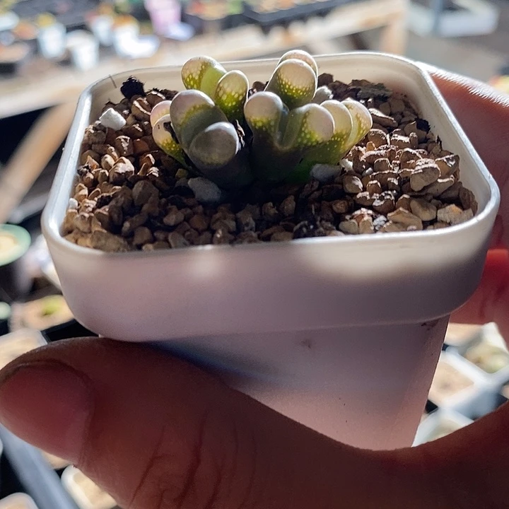 3304。 群生六头风铃一颗。
