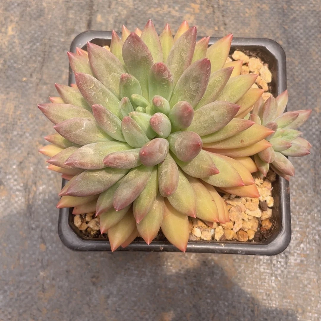 正版玻璃球（飘枝）