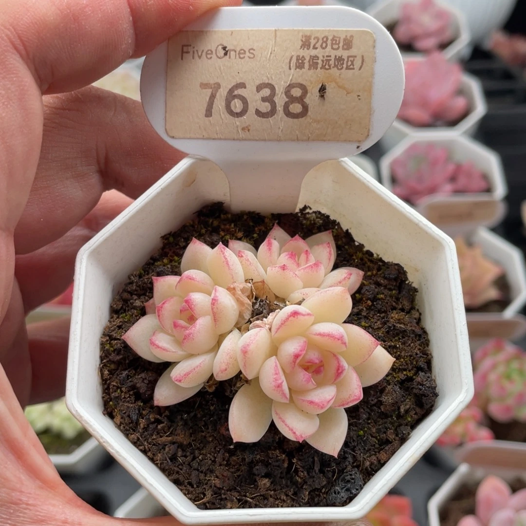 边线女王7638-5厘米