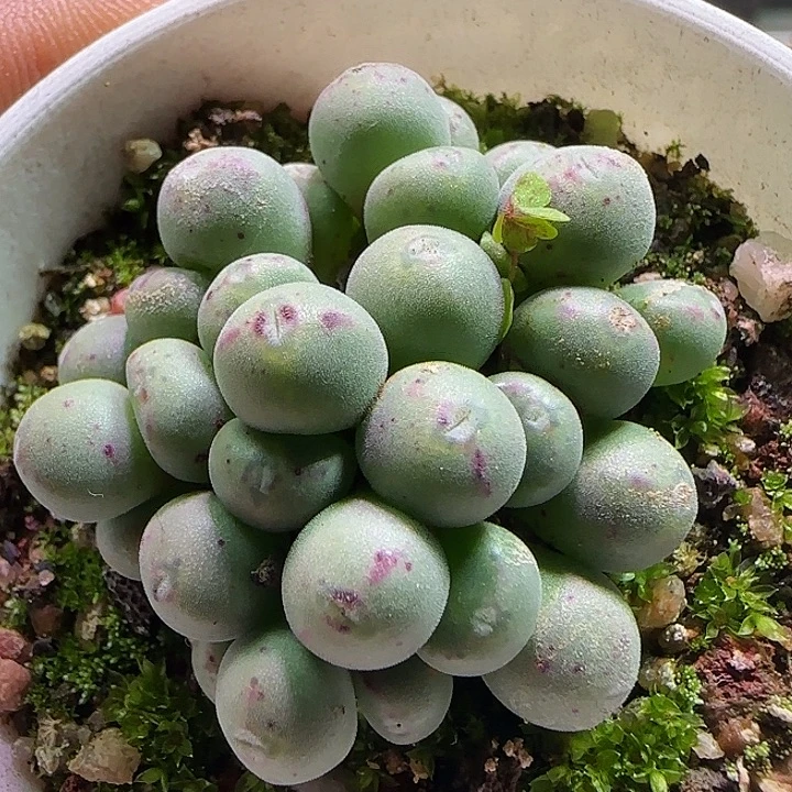 047 开播福利来啦