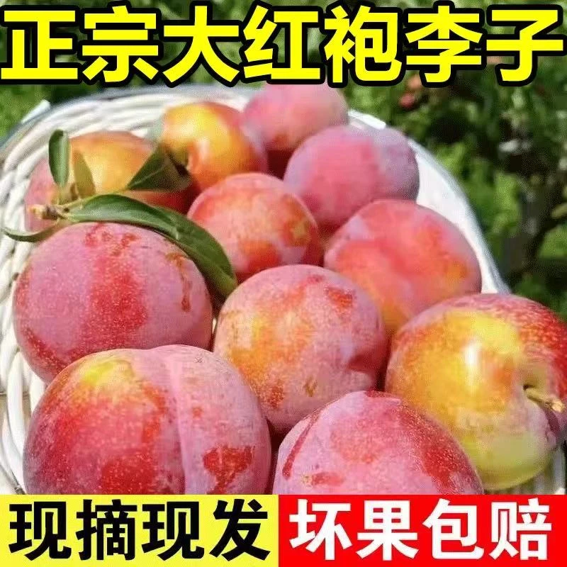 东北大红袍李子，新鲜水果黄心大果，脱骨离核，当应季孕妇水果5斤，精品超大果