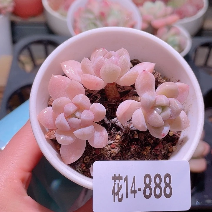 花利美14-888奶糖