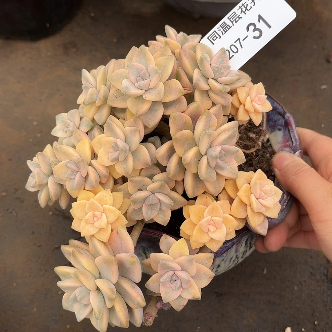同温层多肉美杏景31