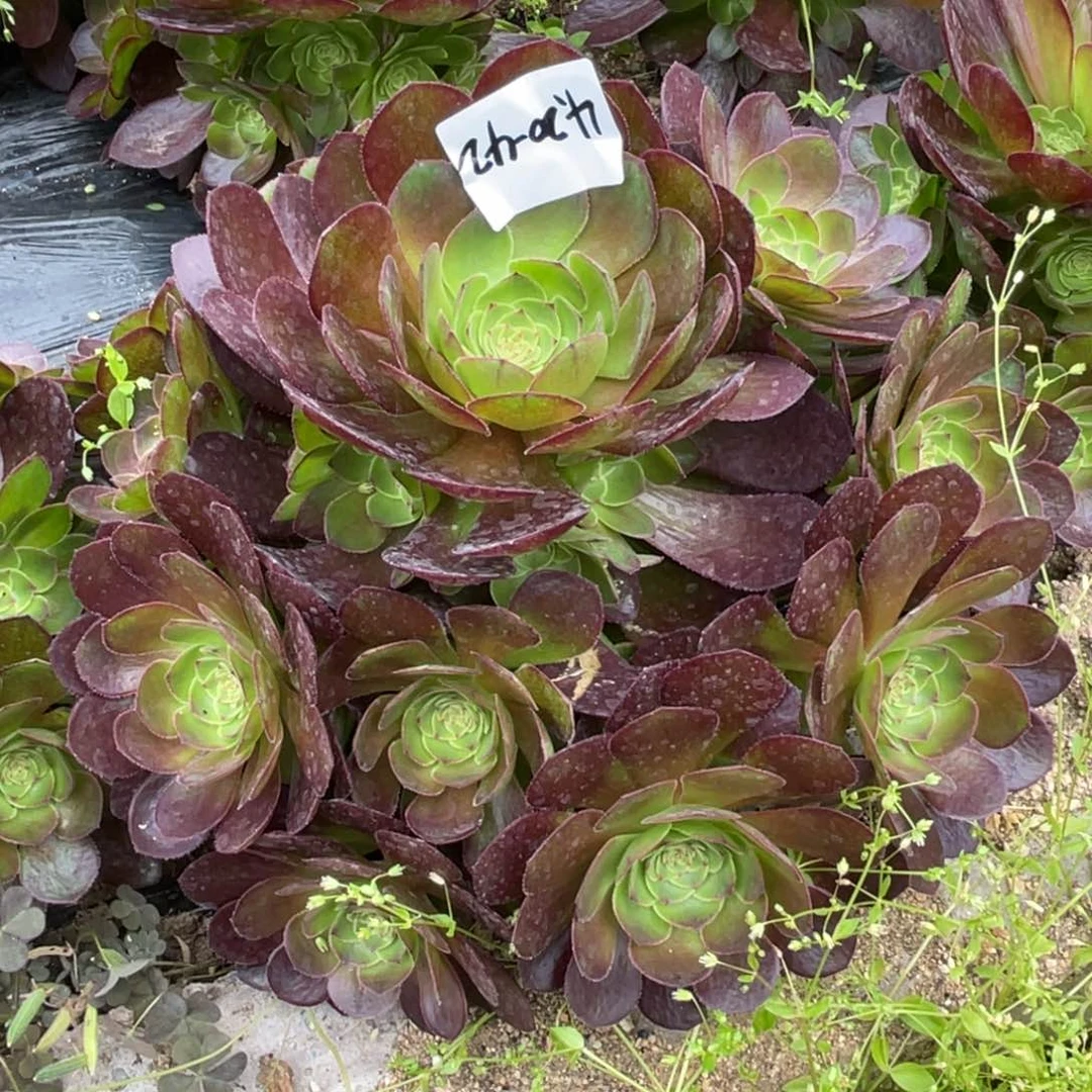 21-42雨荷法师锦多肉