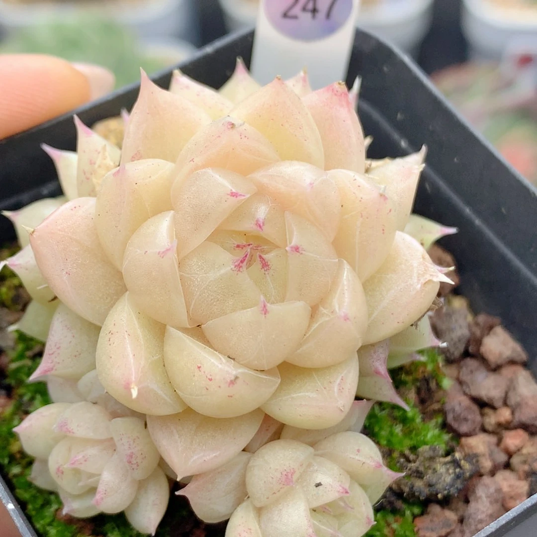 58包邮  群生不包整247