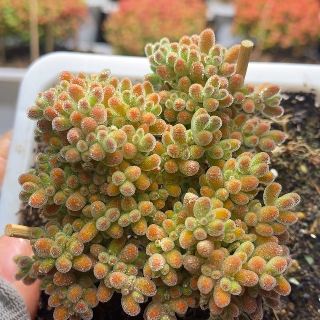 冰晶杂A762年后发货