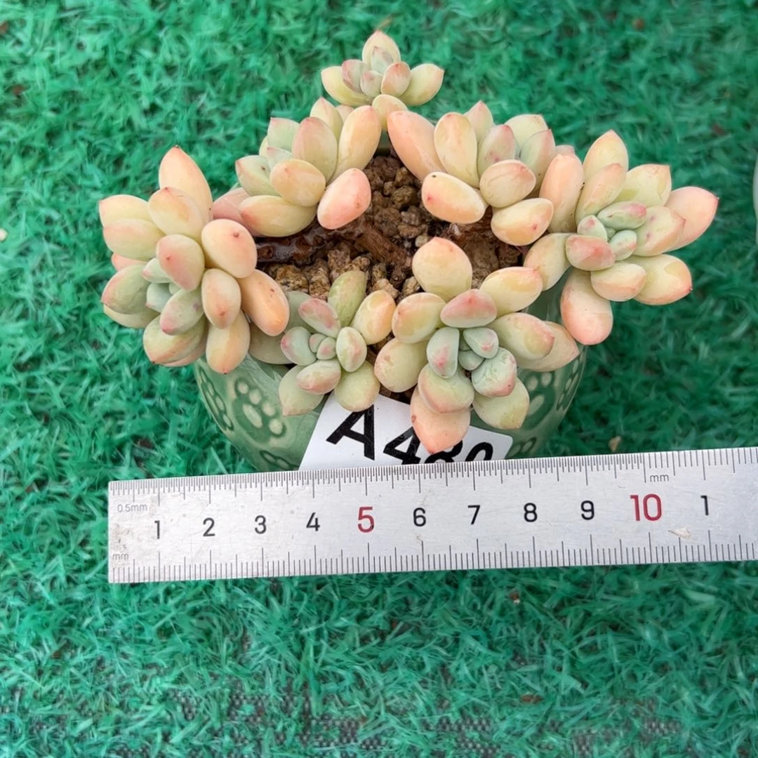 快**檬480 满38包邮一物一拍