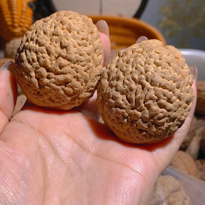 野生三瓣脑纹大金刚4653