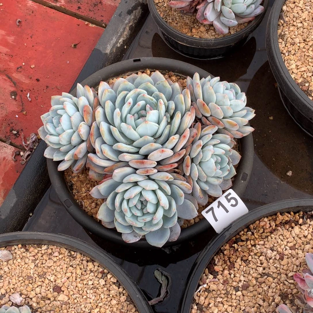 715橙子多肉植物