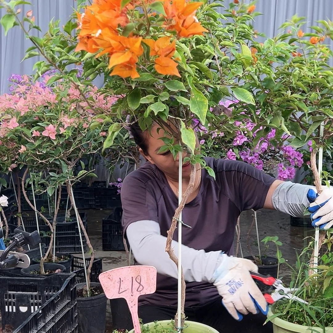 梅***林大部分花苞少量开放L18橙桑巴