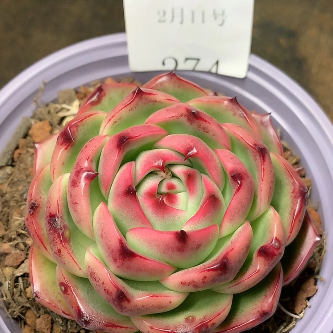 【闪购商品】云274