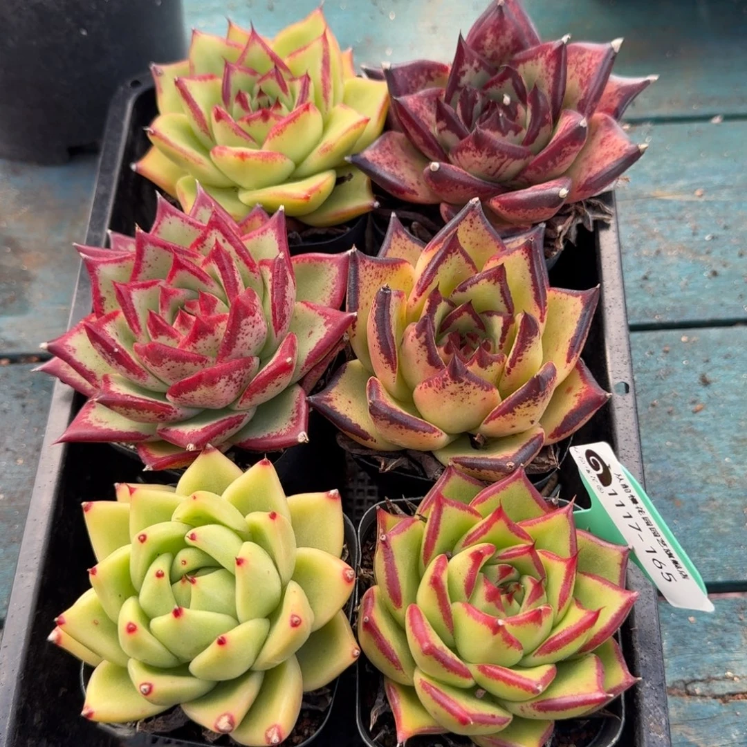 从前慢多肉精选编号1117.165