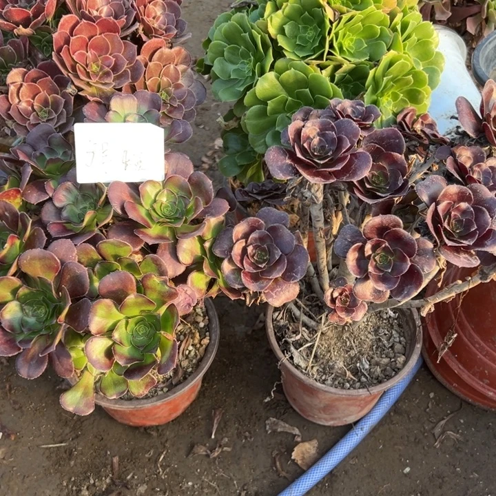 李***曼5号4颗多肉植物，不包断头