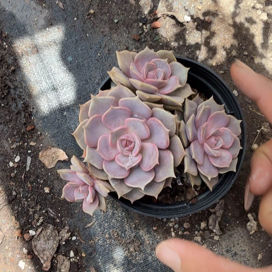 紫姬多肉植物精品