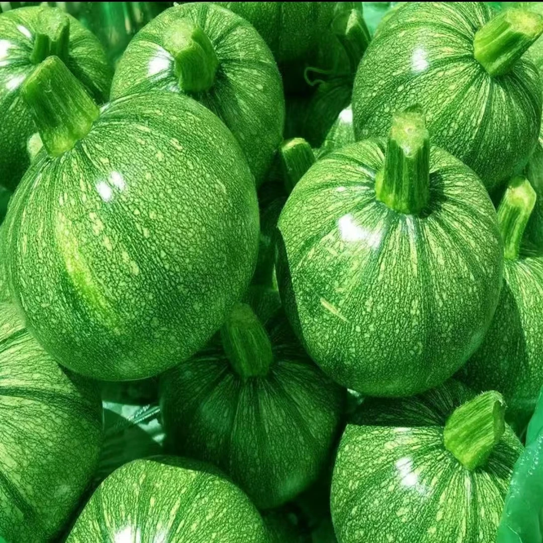 云南高山小圆瓜新鲜露天种植现采绿皮圆形西葫芦