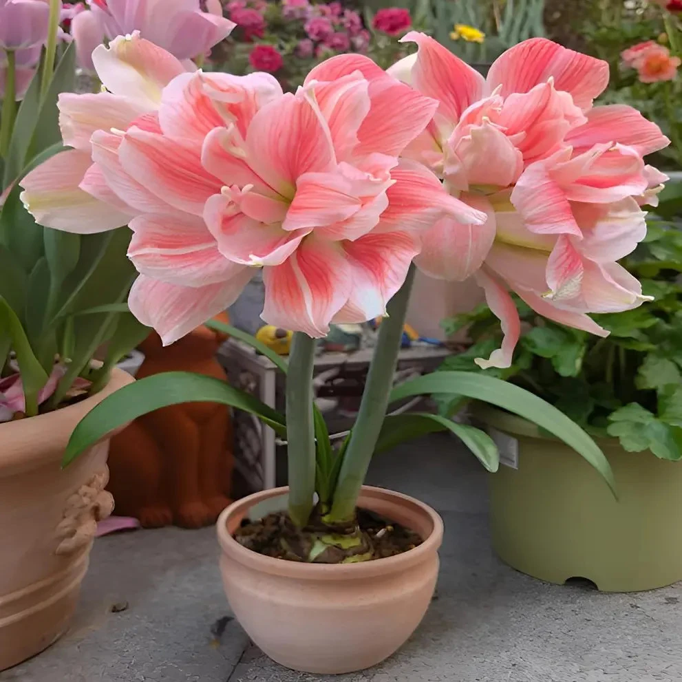 【新疆包邮】进口重瓣朱顶红种球大花浓香好养室内盆栽四季开花植物